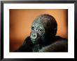 Infant Gorilla In A Zoo by Michael Nichols Limited Edition Pricing Art Print