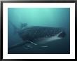 Whale Shark, 35 Feet Long, Surrounded By Pilot Fish, Cruises For Krill With Open Mouth, Australia by David Doubilet Limited Edition Print