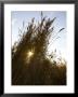 Wetland Tall Grasses Filter Evening Light On The Chesapeake Bay by Stephen St. John Limited Edition Print