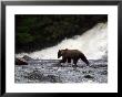 Coastal Brown Bear Fishing For Salmon Below Waterfall by Ralph Lee Hopkins Limited Edition Print