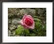 Close-Up View Of A Pink Rose Blossom Against An Ancient Stone Wall, Asolo, Italy by Todd Gipstein Limited Edition Print