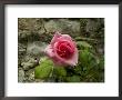 Close-Up View Of A Pink Rose Blossom Against An Ancient Stone Wall, Asolo, Italy by Todd Gipstein Limited Edition Pricing Art Print