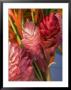 Colorful Tropical Flowers At Farmers Market Waimea Bay, Hawaii by Bill Hatcher Limited Edition Pricing Art Print