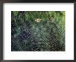 Spider In The Centre Of Its Web by Jean Brooks Limited Edition Pricing Art Print