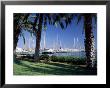 Palm Trees And Harbour, Puerto Portals, Mallorca (Majorca), Balearic Islands, Spain, Mediterranean by Ruth Tomlinson Limited Edition Print