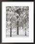 Snow-Covered Pine Trees, Bryce Canyon National Park, Utah, United States Of America, North America by James Hager Limited Edition Print