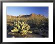 Prickly Pear Cactus At Sunset, Saguaro National Park, Tucson, Arizona, Usa by Ruth Tomlinson Limited Edition Print
