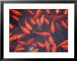 Goldfish In Pond, Beihai Park, Beijing, China, Asia by Jochen Schlenker Limited Edition Pricing Art Print