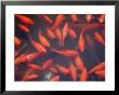 Goldfish In Pond, Beihai Park, Beijing, China, Asia by Jochen Schlenker Limited Edition Print