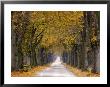 Tree Avenue, Old Tree Avenue, Bielefeld, Nordrhein Westfalen, Germany by Thorsten Milse Limited Edition Print