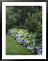 Hydrangeas In Bloom Along A Landscaped Yard by Darlyne A. Murawski Limited Edition Print