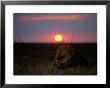 A Male Lion Pictured At Sunset by Beverly Joubert Limited Edition Pricing Art Print