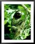 3-Toed Sloth, Female, Panama by Michael Fogden Limited Edition Print
