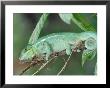Panther Chameleon On A Branch by James Gritz Limited Edition Pricing Art Print