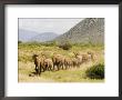 Line Of African Elephants (Loxodonta Africana), Samburu National Reserve, Kenya, East Africa by James Hager Limited Edition Pricing Art Print