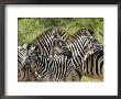 Common Zebra Or Burchell's Zebra, Hluhluwe & Imfolozi Game Reserves, Kwazulu-Natal, South Africa by James Hager Limited Edition Print