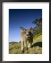 Eastern Grey Kangaroo, (Macropus Giganteus), Pebbly Beach, New South Wales, Australia by Thorsten Milse Limited Edition Print