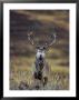 Red Deer Stag In Autumn, Glen Strathfarrar, Inverness-Shire, Highland Region, Scotland by Ann & Steve Toon Limited Edition Print