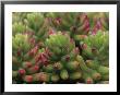 Sedum Plant, Arizona-Sonora Desert Museum, Tucson, Arizona, Usa by John & Lisa Merrill Limited Edition Print