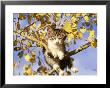 Tabby Kitten Playing In Tree, Autumn by Alan And Sandy Carey Limited Edition Print