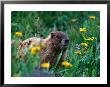 Marmot, Co by Sherwood Hoffman Limited Edition Pricing Art Print