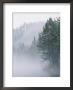 Mist Rises From An Evergreen Forest by Mattias Klum Limited Edition Print