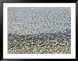 Large Flock Of Snow Geese Taking Flight by Marc Moritsch Limited Edition Pricing Art Print