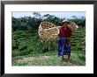 Rice Farmer With Baskets, Ubud, Indonesia by Michael Coyne Limited Edition Print