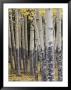 Quaking Aspen In Fall, Rocky Mountain National Park, Colorado, Usa by Rolf Nussbaumer Limited Edition Print