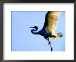 Great Egret In Flight, St. Augustine, Florida, Usa by Jim Zuckerman Limited Edition Print