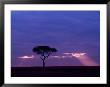 Sunrise, Maasai Mara, Kenya by Joe Restuccia Iii Limited Edition Print