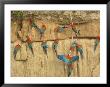 Red And Green Macaws Eating Clay At Clay Lick, Madre De Dios Province, Amazon River Basin, Peru by Dennis Kirkland Limited Edition Pricing Art Print