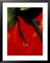 Red Dahlia In A Dew Drop by Dennis Kirkland Limited Edition Print
