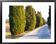 Avenue Allee With Cyprus Trees To Chateau Des Fines Roches, Chateauneuf-Du-Pape, Vaucluse by Per Karlsson Limited Edition Pricing Art Print
