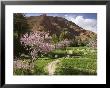 Spring Blooms, Todra Gorge Area, Morocco by Walter Bibikow Limited Edition Print