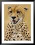Cheetah In The Brush, Maasai Mara, Kenya by Joe Restuccia Iii Limited Edition Print