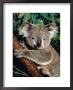 Koala Bear In A Tree, Australia by David R. Frazier Limited Edition Print