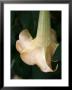 Trumpet Flower Single Ii by Nicole Katano Limited Edition Print