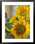 Sunny Sunflower Ii by Nicole Katano Limited Edition Print