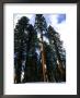 Sequoias, Sequoia National Park, Usa by Mark Hamblin Limited Edition Pricing Art Print