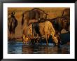 A Group Of Black Wildebeests Gather To Drink At A Water Hole by Beverly Joubert Limited Edition Print