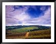 Knutsen Vineyard In The Red Hills Of The Willamette Valley, Oregon, Usa by Janis Miglavs Limited Edition Print