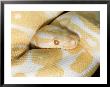 Albino Ball Python, Python Regius Aka, Royal Python W. Africa by Brian Kenney Limited Edition Print