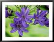 Agapanthus Cobalt (African Lily), Close-Up Of Lilac Blue Flowers by Mark Bolton Limited Edition Print
