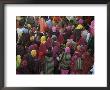 Women From Villages Crowd The Street At The Camel Fair, Pushkar, Rajasthan State, India by Jeremy Bright Limited Edition Print