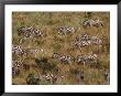 Zebras Grazing by Beverly Joubert Limited Edition Print