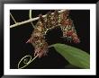 A Close View Of A Spike-Covered Caterpillar by George Grall Limited Edition Print