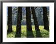 Tall Evergreen Tree Trunks In A Meadow At The Base Of A Mountain by Marc Moritsch Limited Edition Print