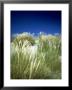 Marram Grass On Sand Dunes, Uk by Ian West Limited Edition Print