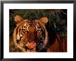 Bengal Tiger (Panthera Tigris Tigris) by Lynn M. Stone Limited Edition Print